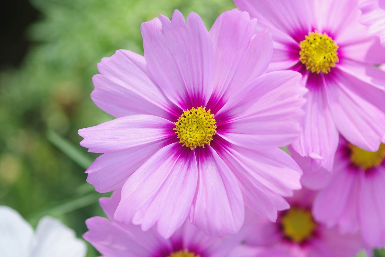 栃木県足利市のあしかがフラワーパークの花々