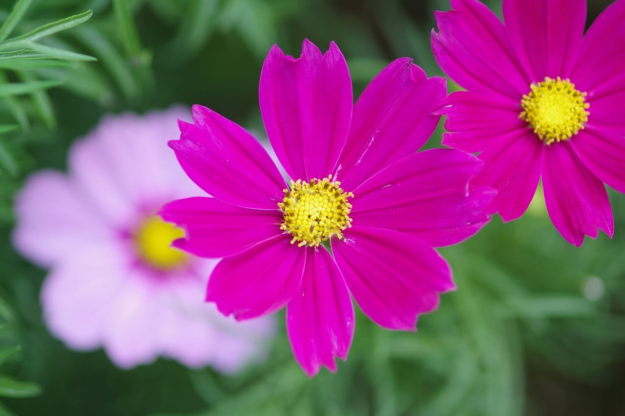 栃木県足利市のあしかがフラワーパークの花々