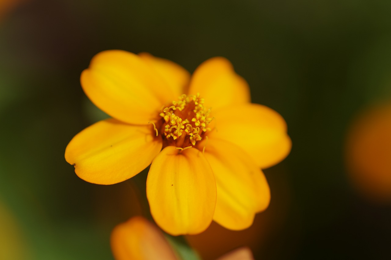 栃木県足利市のあしかがフラワーパークの花々
