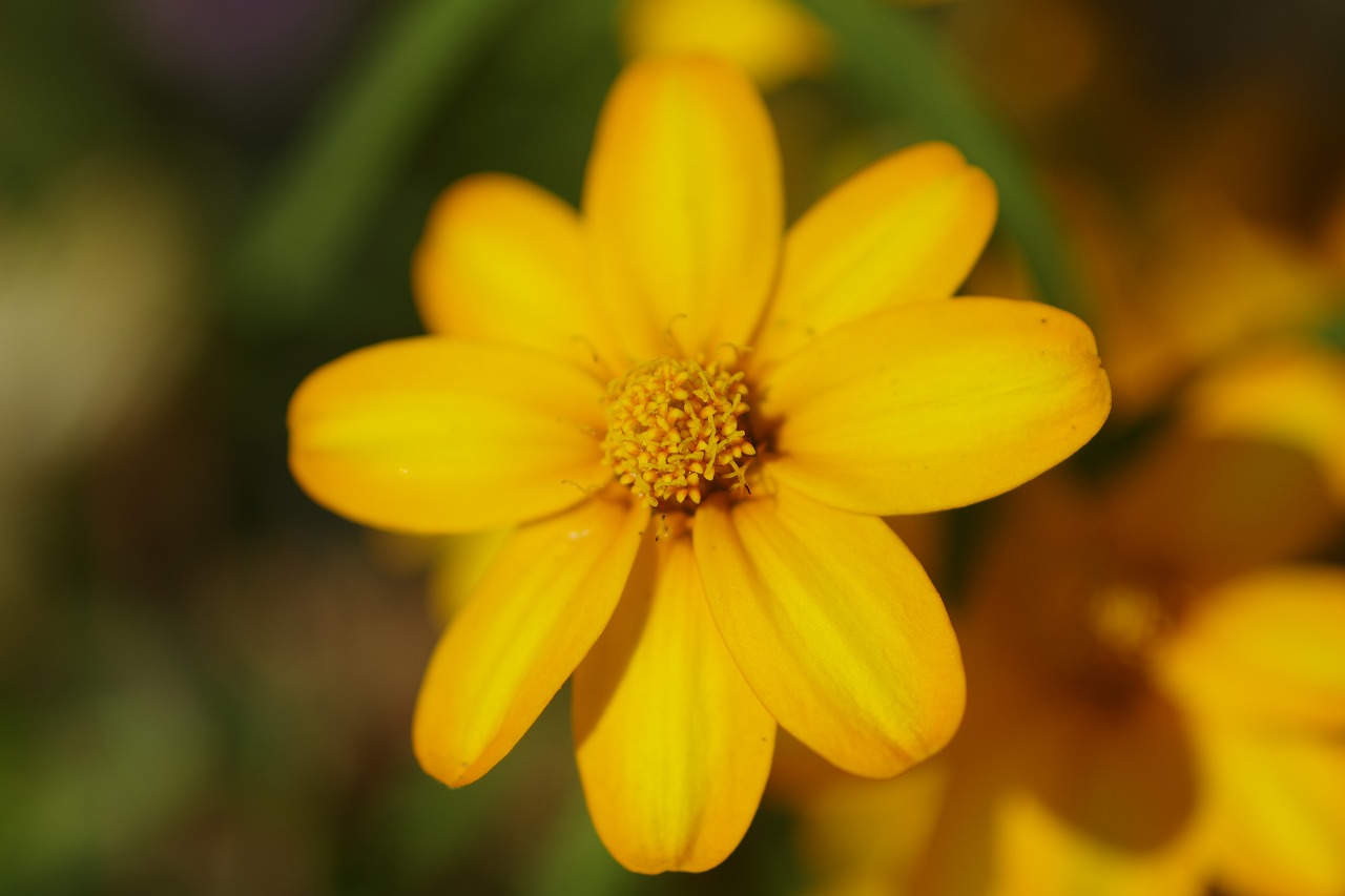 栃木県足利市のあしかがフラワーパークの花々