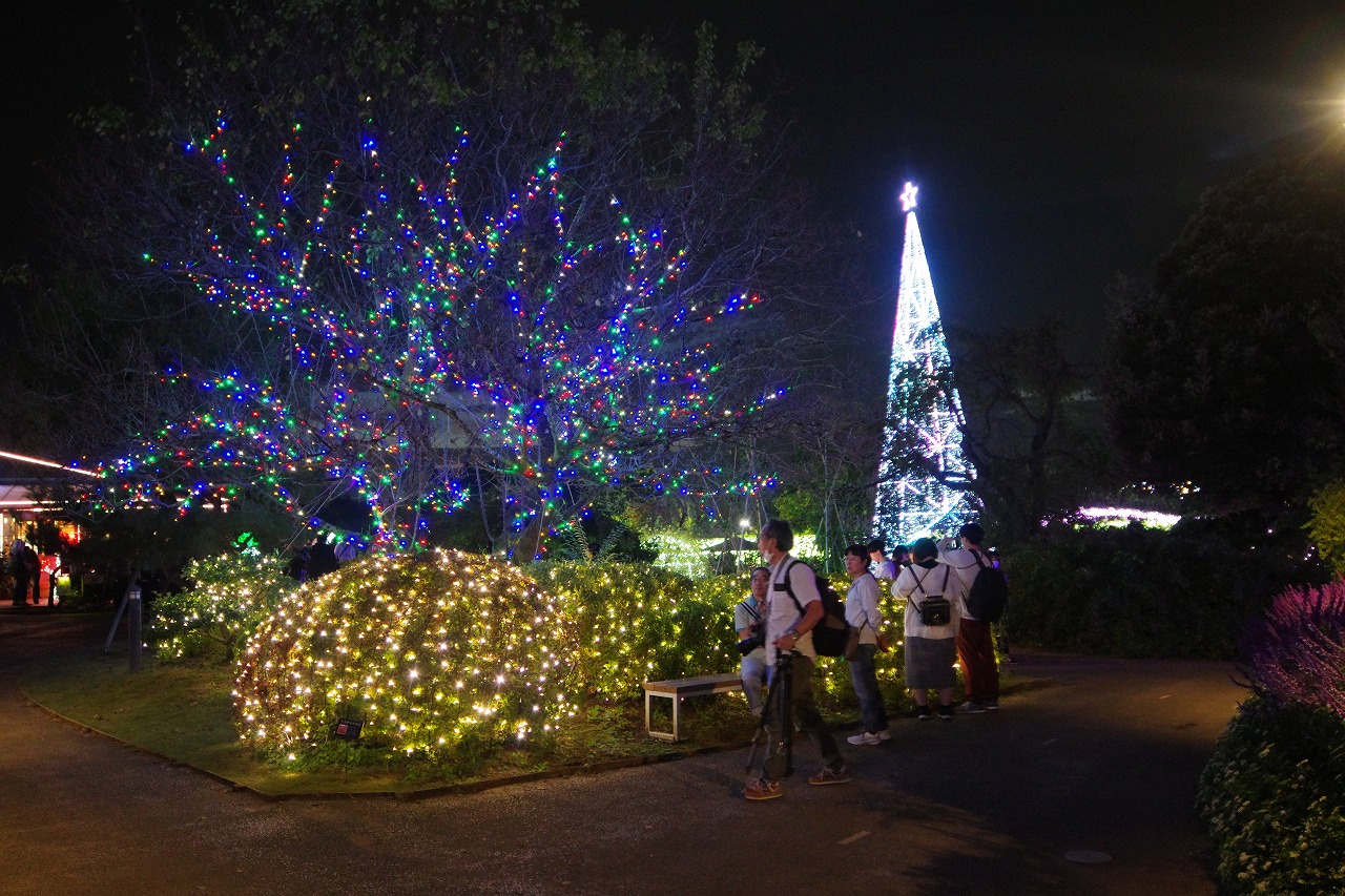 栃木県足利市のあしかがフラワーパークのイルミネーション
