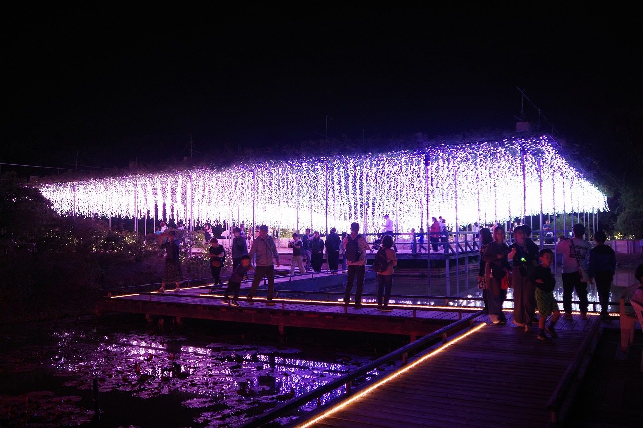 栃木県足利市のあしかがフラワーパークのイルミネーション