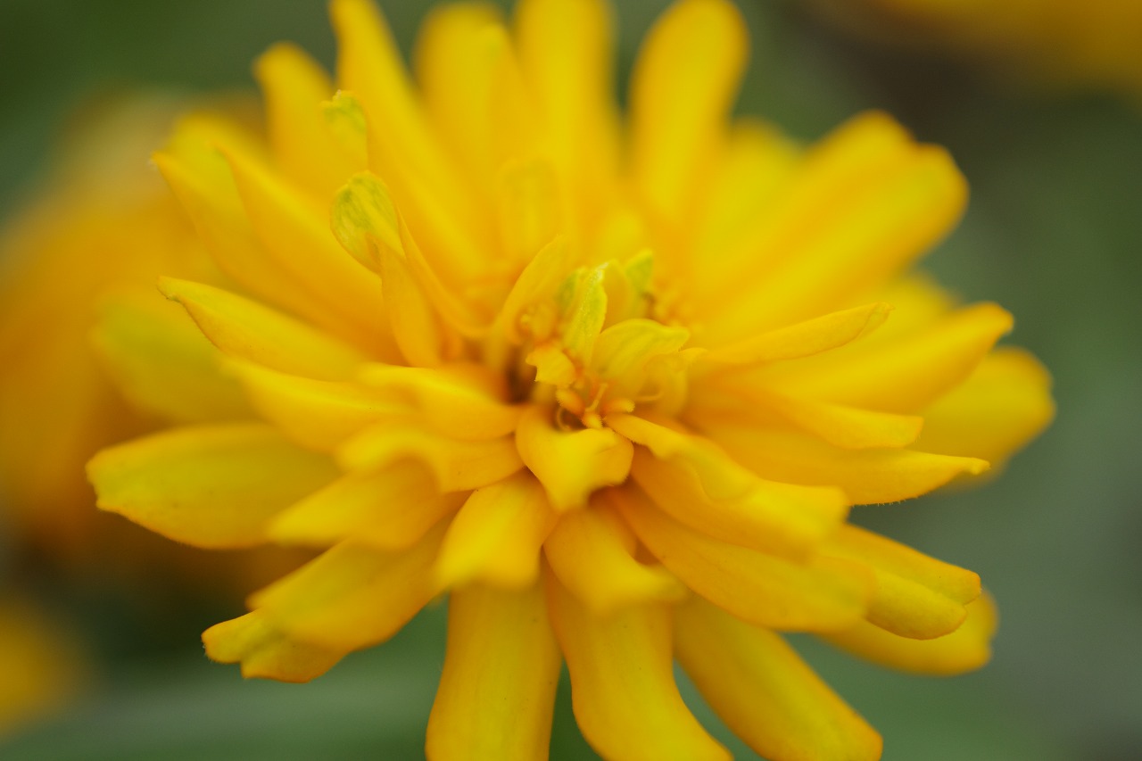 群馬県前橋市の群馬フラワーパークの花々
