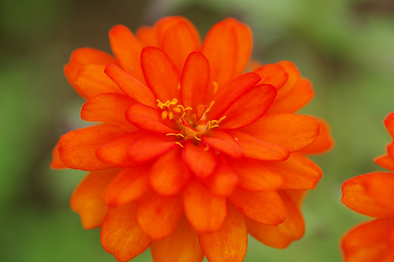 群馬県前橋市の群馬フラワーパークの花々

