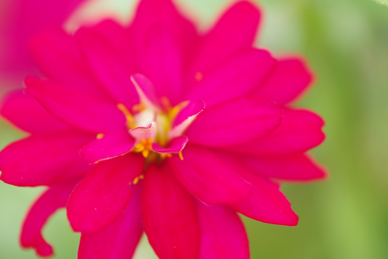 群馬県前橋市の群馬フラワーパークの花々
