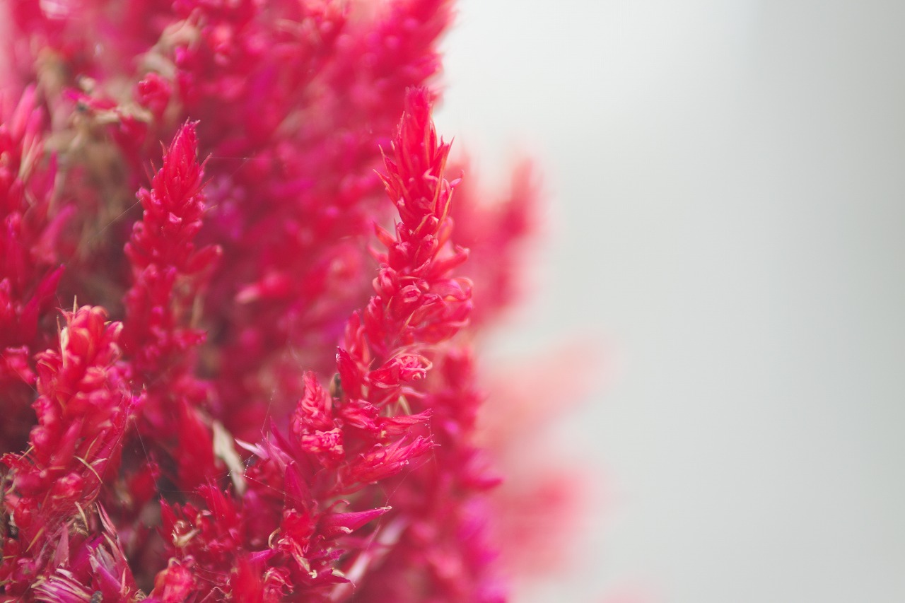 群馬県前橋市の群馬フラワーパークの花々
