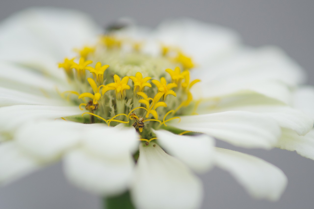 群馬県前橋市の群馬フラワーパークの花々

