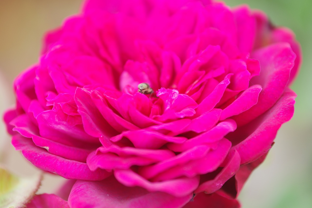 群馬県前橋市の群馬フラワーパークの花々
