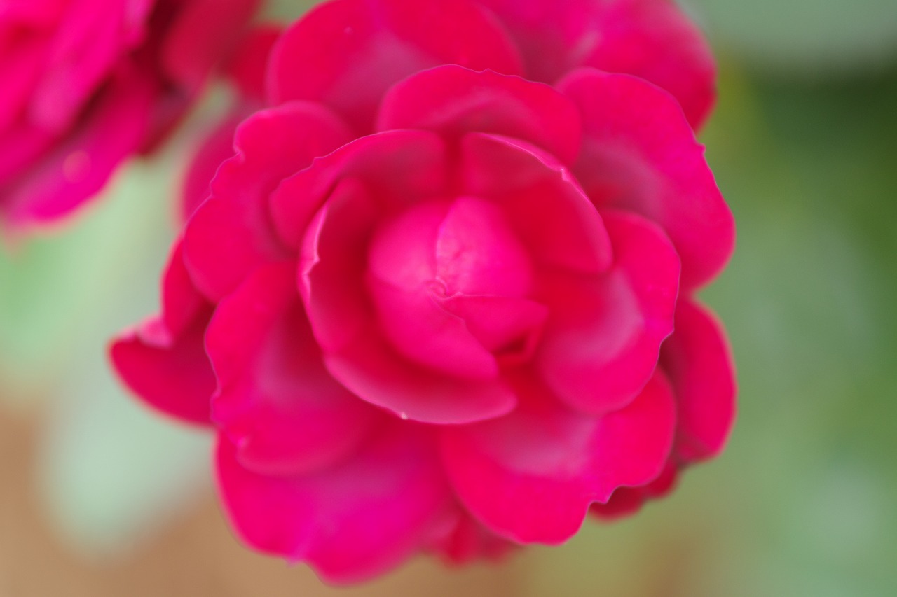 群馬県前橋市の群馬フラワーパークの花々
