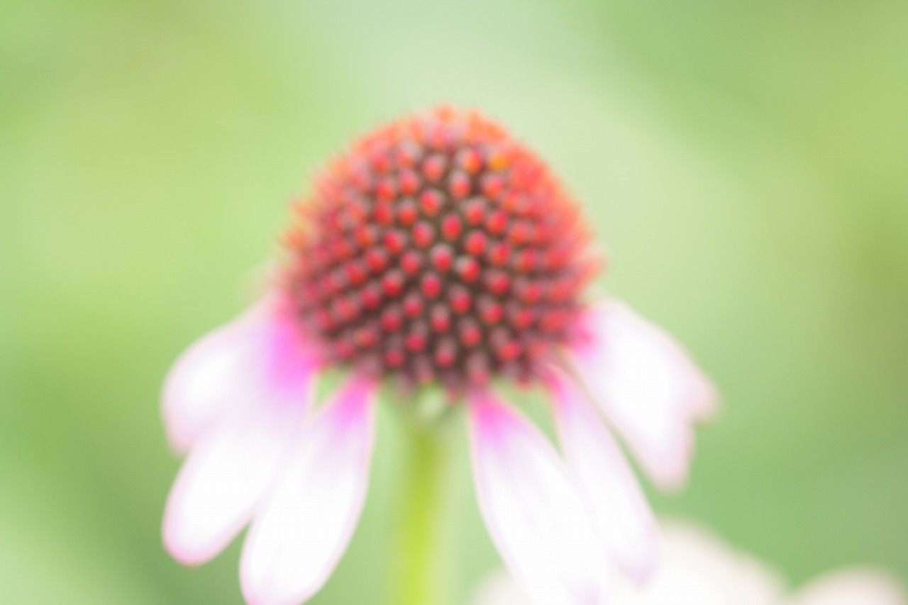 群馬県前橋市の群馬フラワーパークの花々
