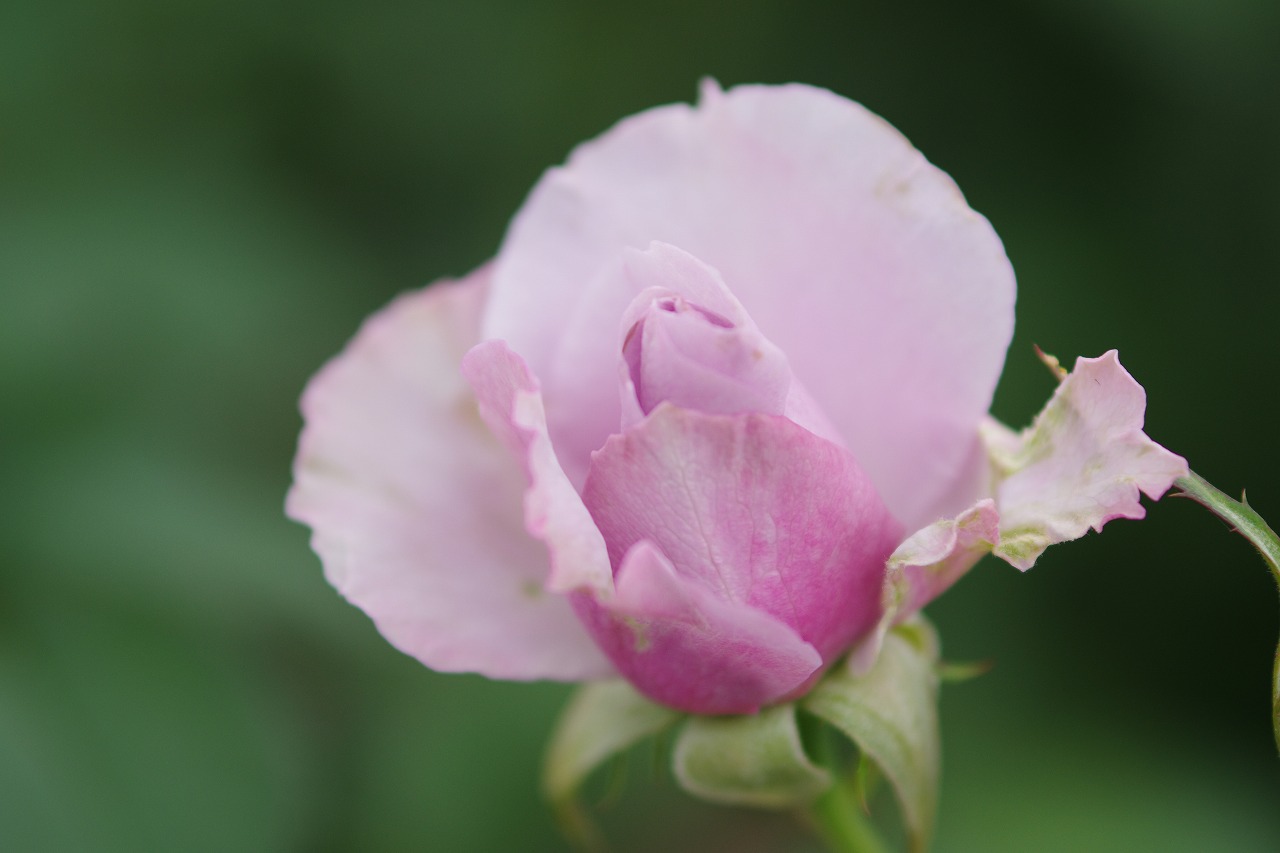 群馬県前橋市の群馬フラワーパークの花々
