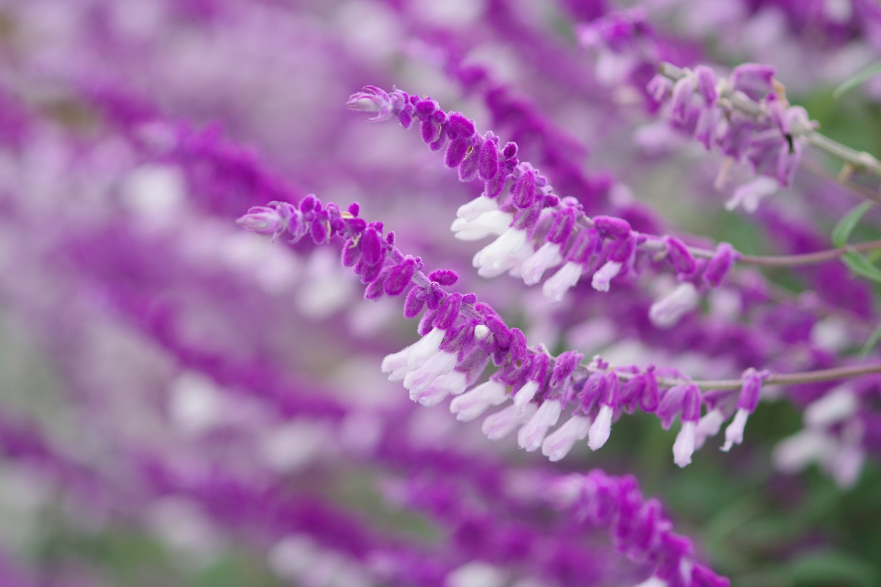 群馬県前橋市の群馬フラワーパークの花々
