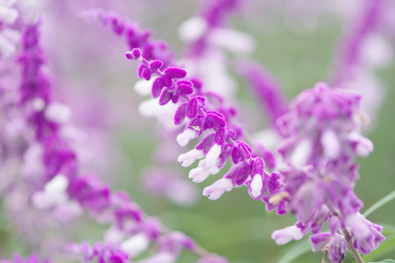 群馬県前橋市の群馬フラワーパークの花々
