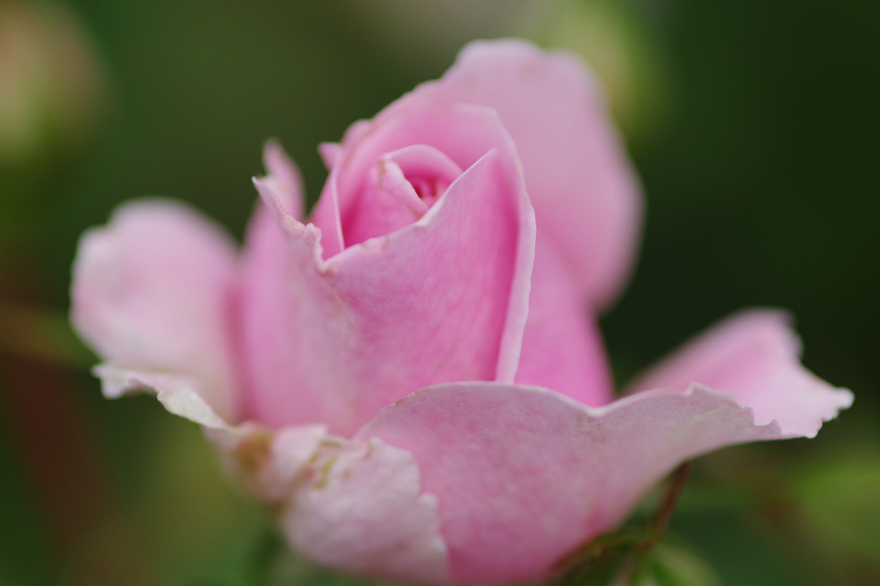 群馬県前橋市の群馬フラワーパークの花々
