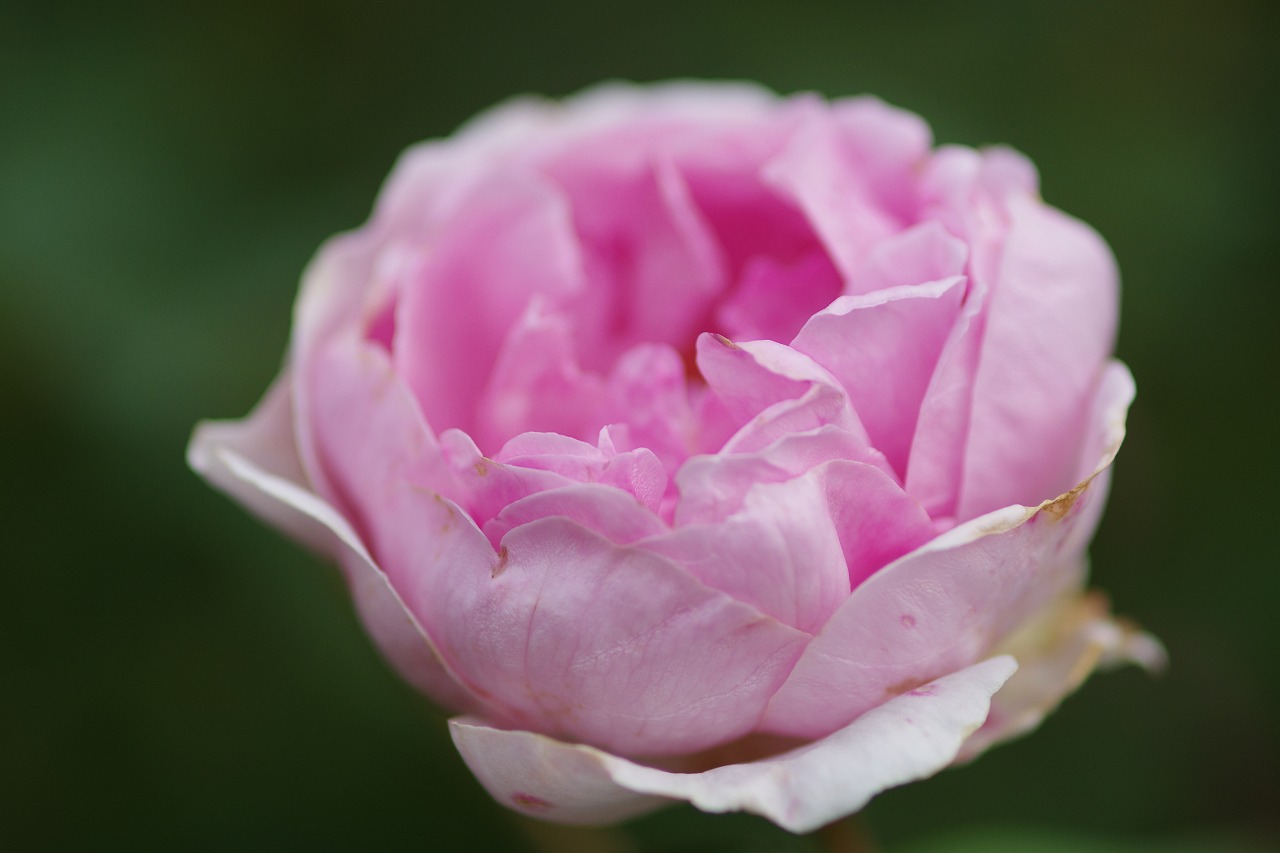 群馬県前橋市の群馬フラワーパークの花々
