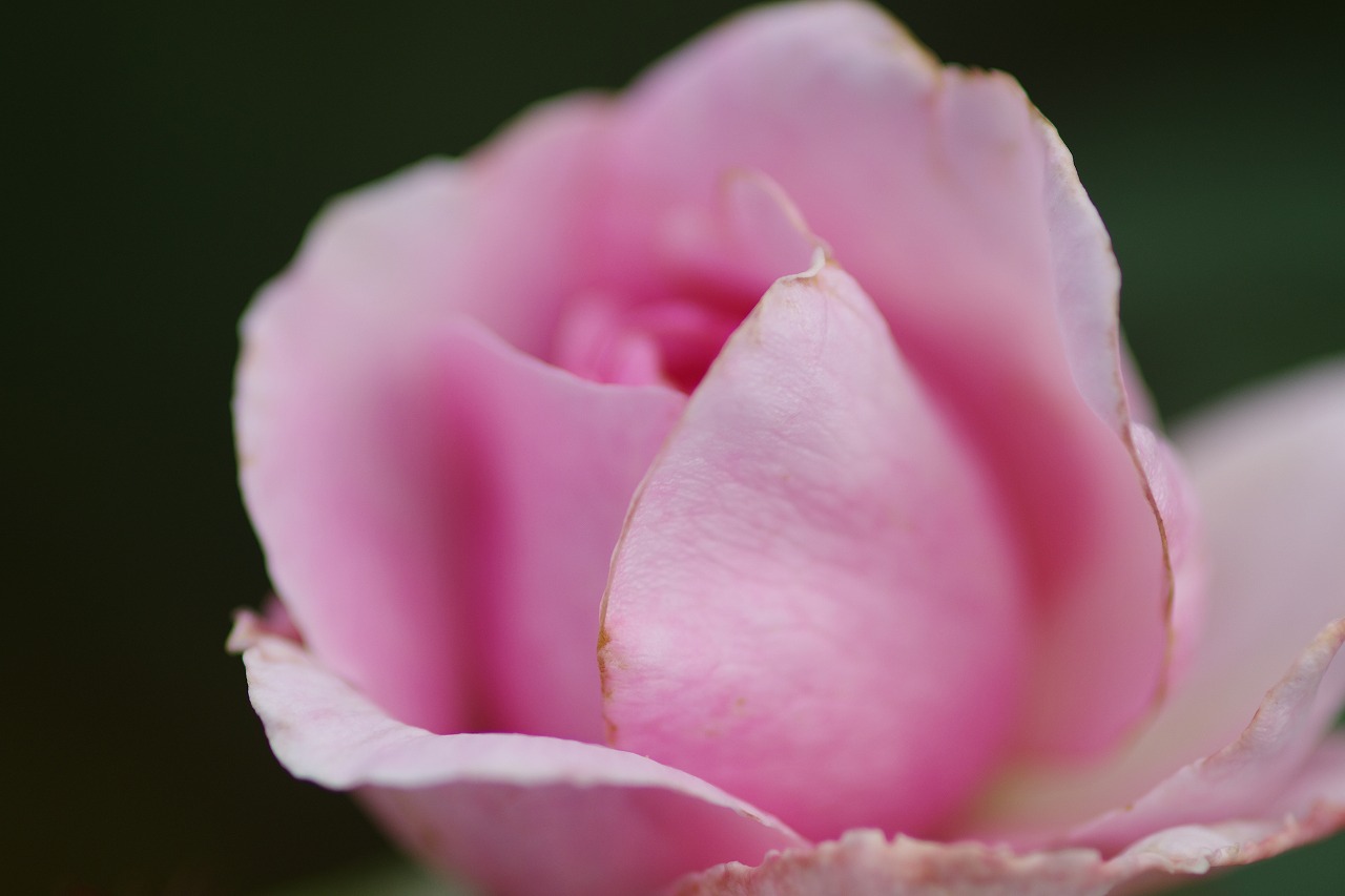 群馬県前橋市の群馬フラワーパークの花々
