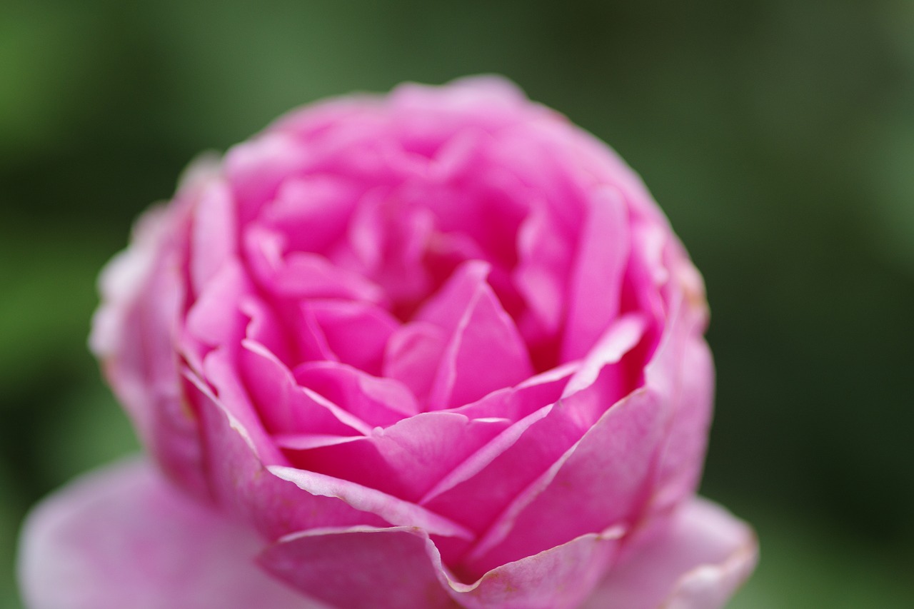 群馬県前橋市の群馬フラワーパークの花々
