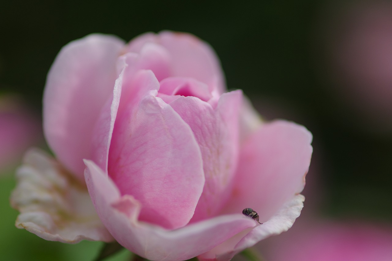 群馬県前橋市の群馬フラワーパークの花々
