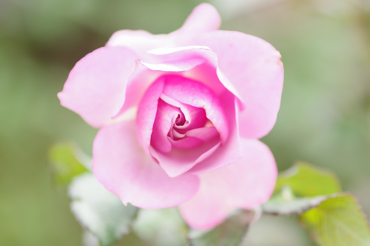 群馬県前橋市の群馬フラワーパークの花々
