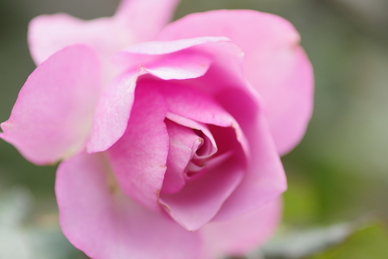 群馬県前橋市の群馬フラワーパークの花々
