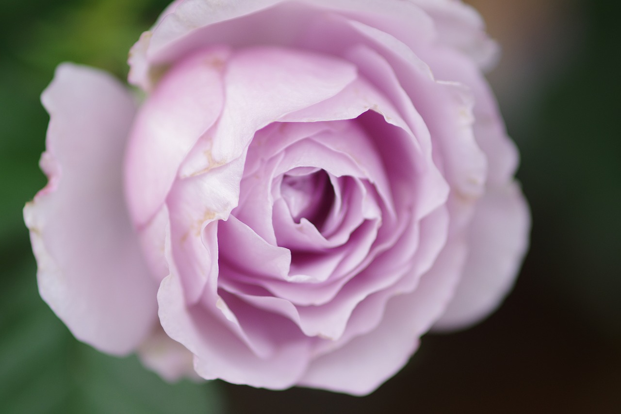 群馬県前橋市の群馬フラワーパークの花々
