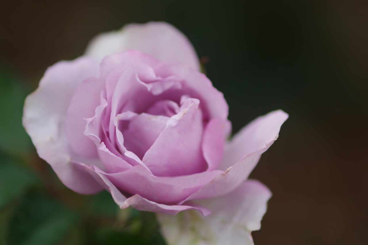 群馬県前橋市の群馬フラワーパークの花々
