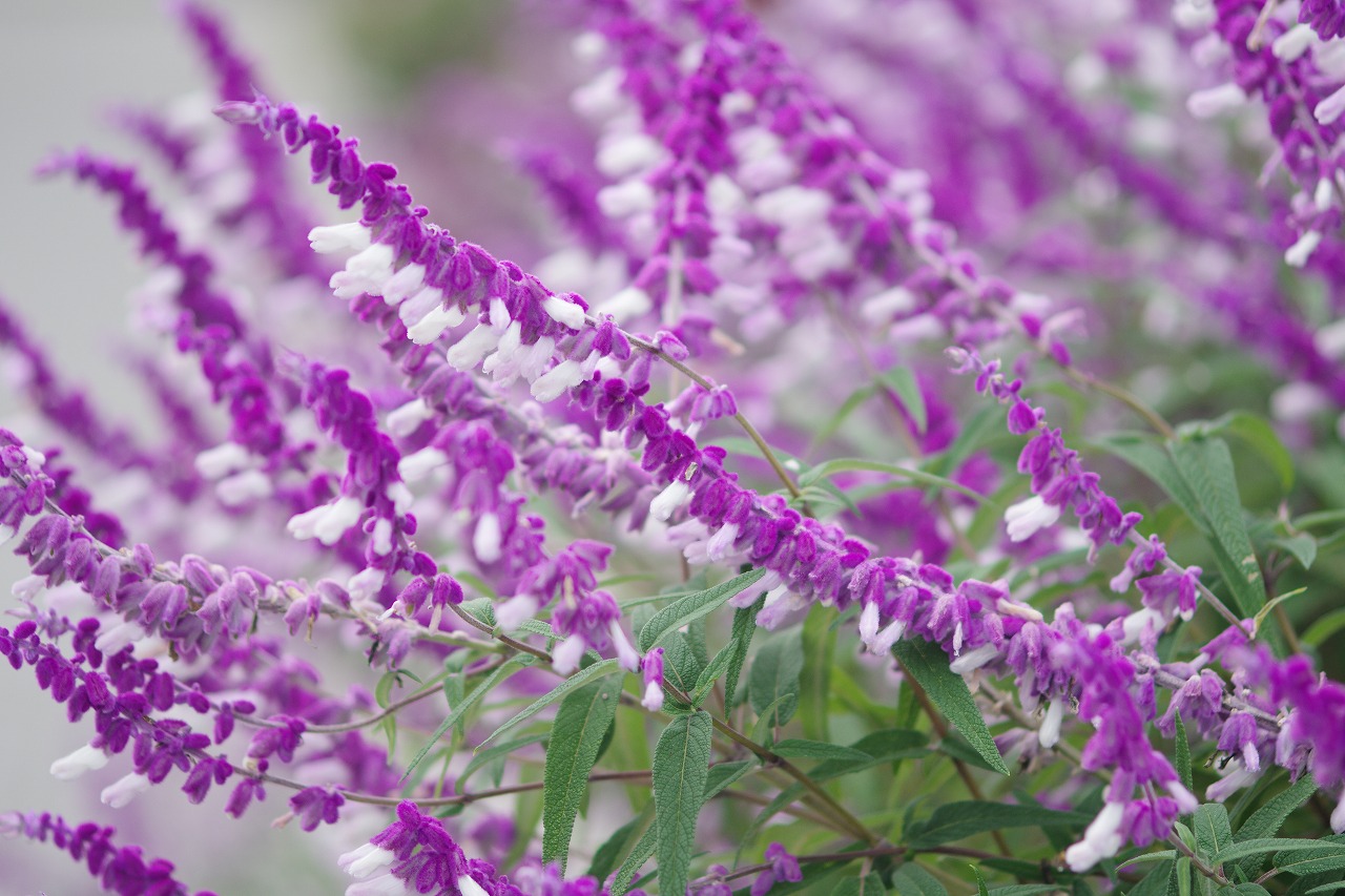 群馬県前橋市の群馬フラワーパークの花々

