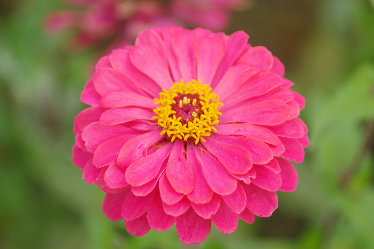 群馬県前橋市の群馬フラワーパークの花々
