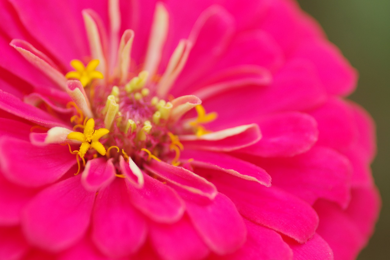 群馬県前橋市の群馬フラワーパークの花々
