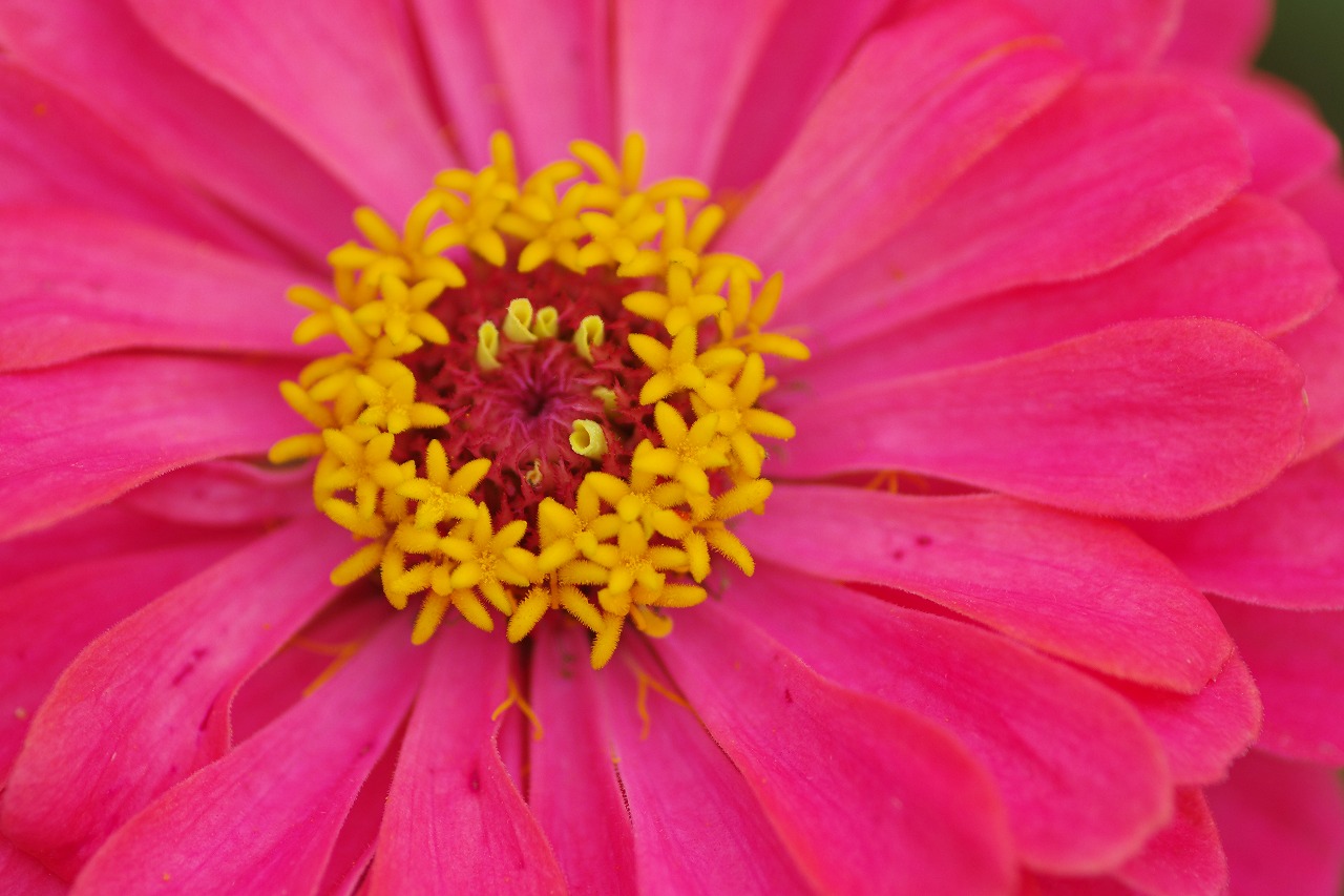 群馬県前橋市の群馬フラワーパークの花々
