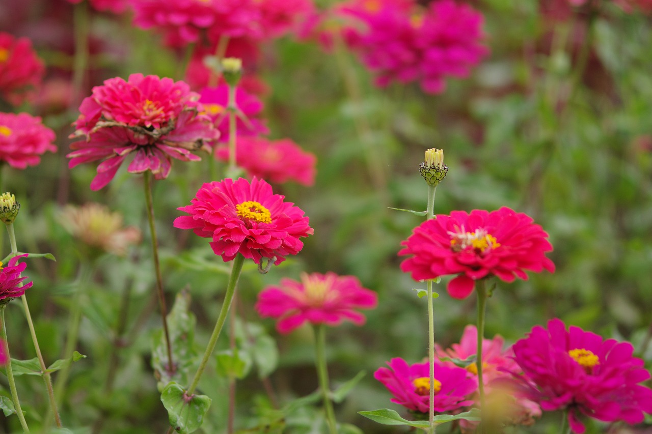 群馬県前橋市の群馬フラワーパークの花々
