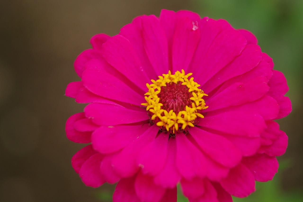 群馬県前橋市の群馬フラワーパークの花々
