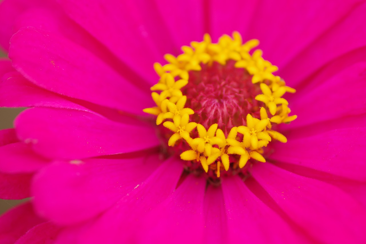 群馬県前橋市の群馬フラワーパークの花々
