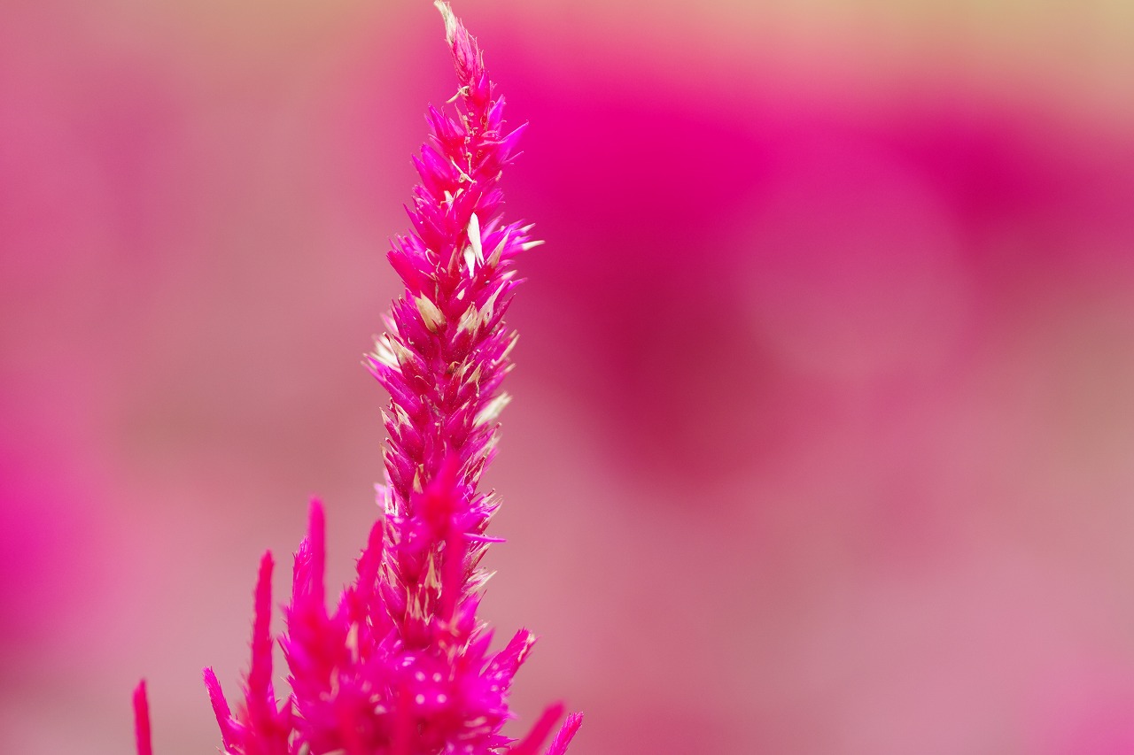群馬県前橋市の群馬フラワーパークの花々
