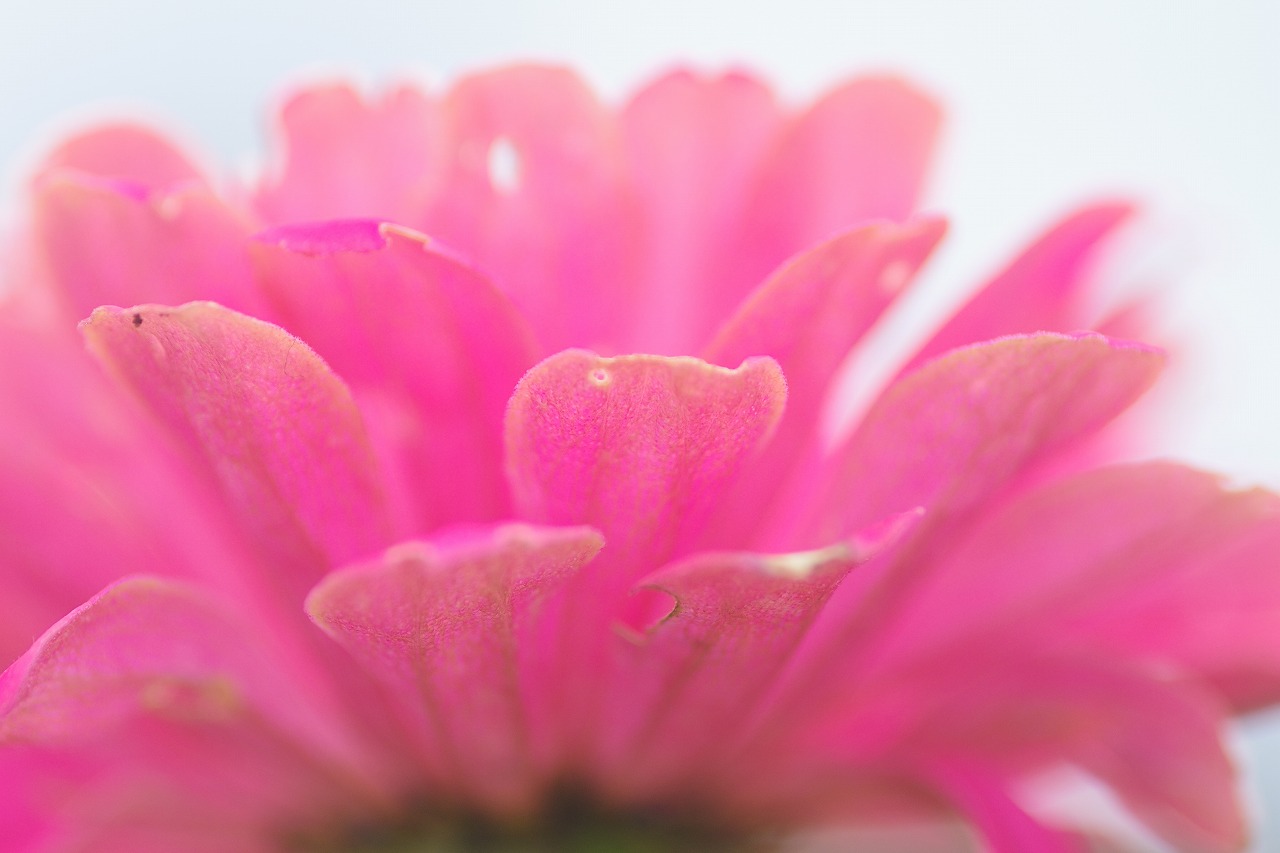 群馬県前橋市の群馬フラワーパークの花々
