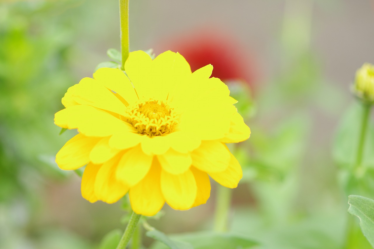 群馬県前橋市の群馬フラワーパークの花々
