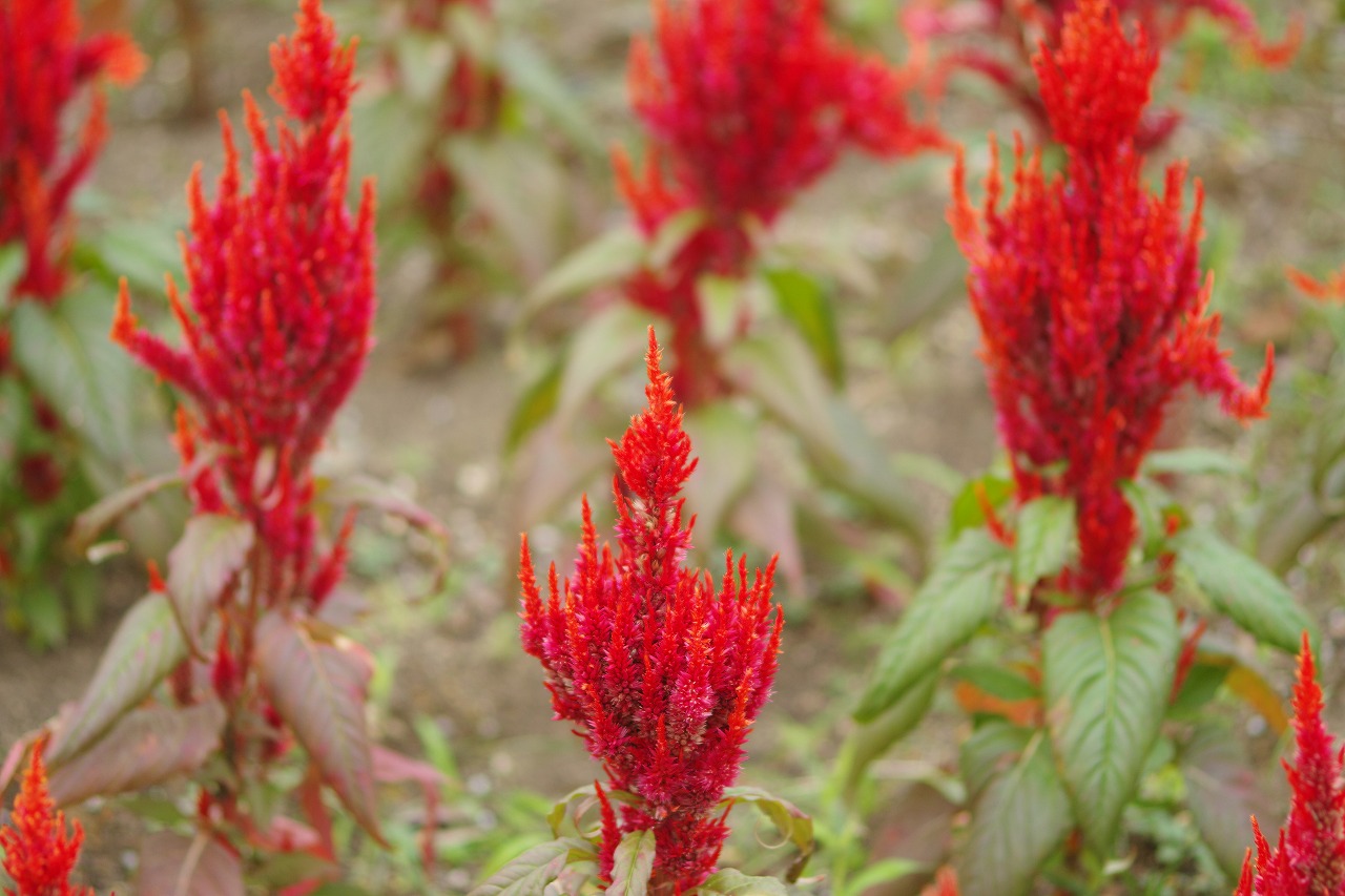 群馬県前橋市の群馬フラワーパークの花々
