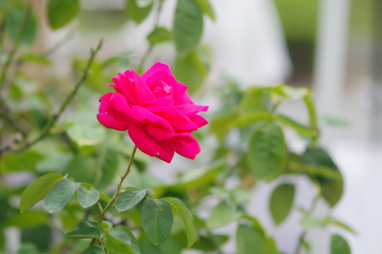 群馬県前橋市の群馬フラワーパークの花々
