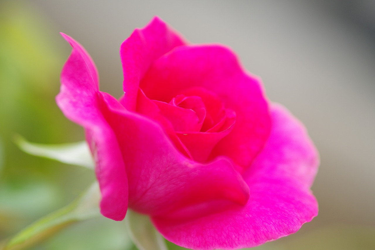 群馬県前橋市の群馬フラワーパークの花々
