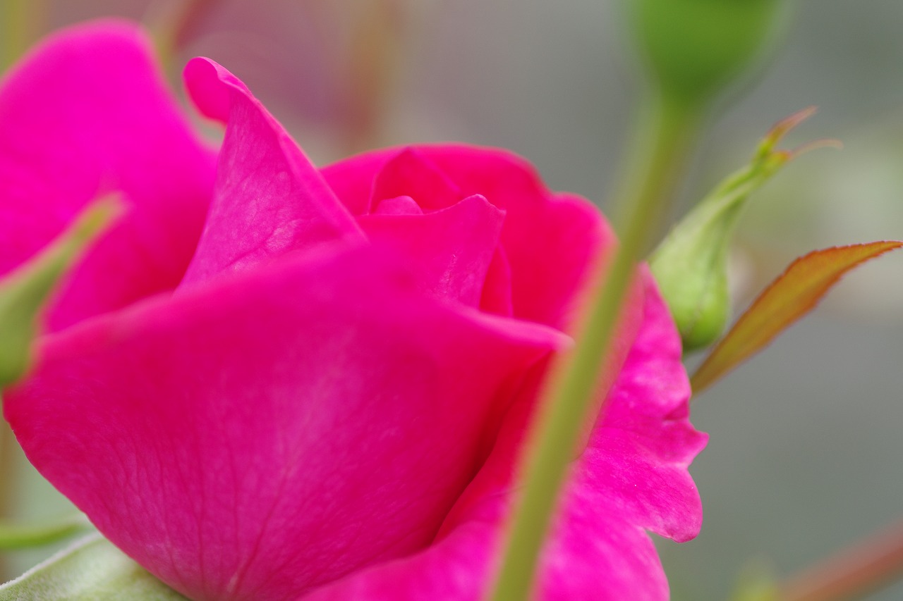 群馬県前橋市の群馬フラワーパークの花々
