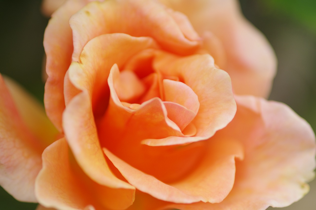 群馬県前橋市の群馬フラワーパークの花々
