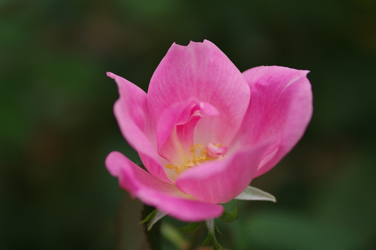 群馬県前橋市の群馬フラワーパークの花々
