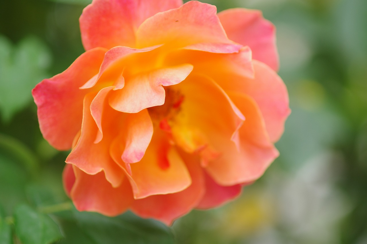 群馬県前橋市の群馬フラワーパークの花々
