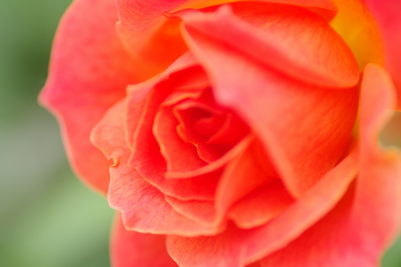 群馬県前橋市の群馬フラワーパークの花々
