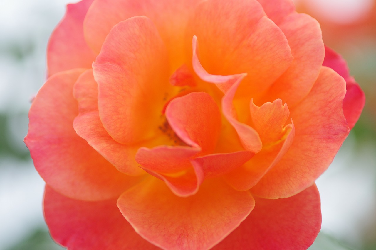 群馬県前橋市の群馬フラワーパークの花々
