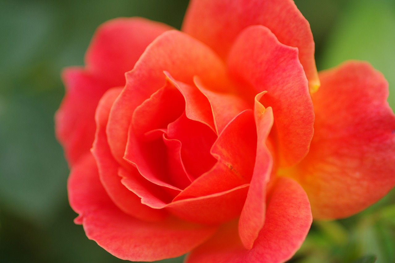 群馬県前橋市の群馬フラワーパークの花々
