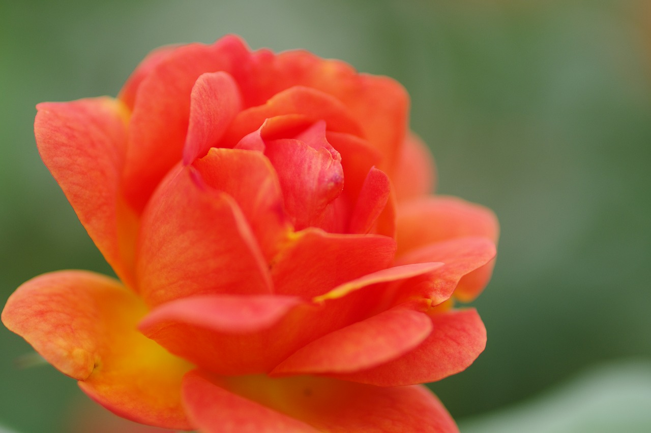 群馬県前橋市の群馬フラワーパークの花々
