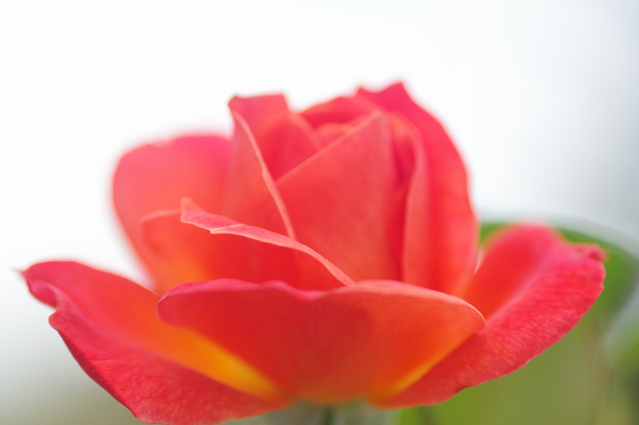 群馬県前橋市の群馬フラワーパークの花々
