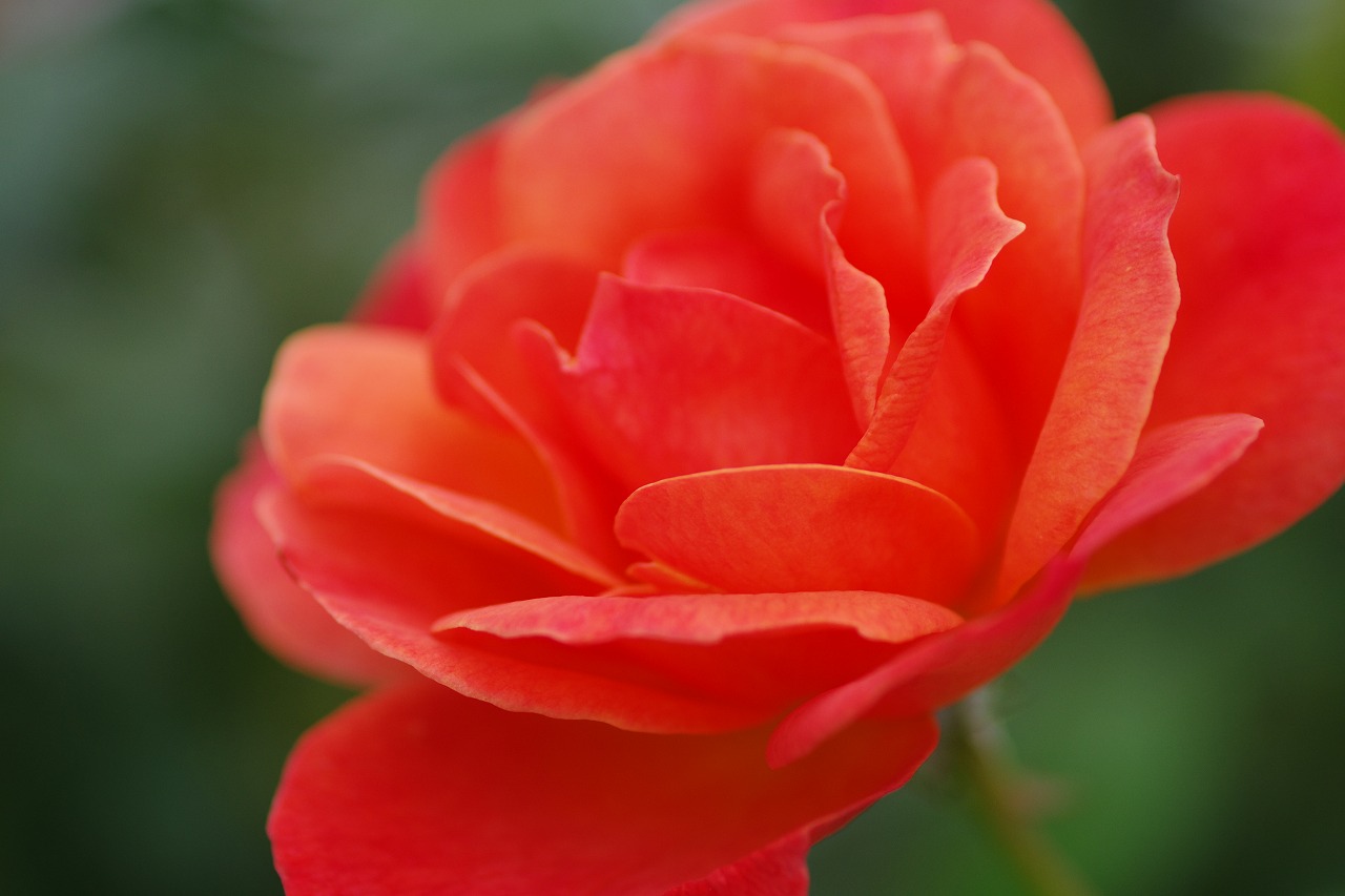 群馬県前橋市の群馬フラワーパークの花々

