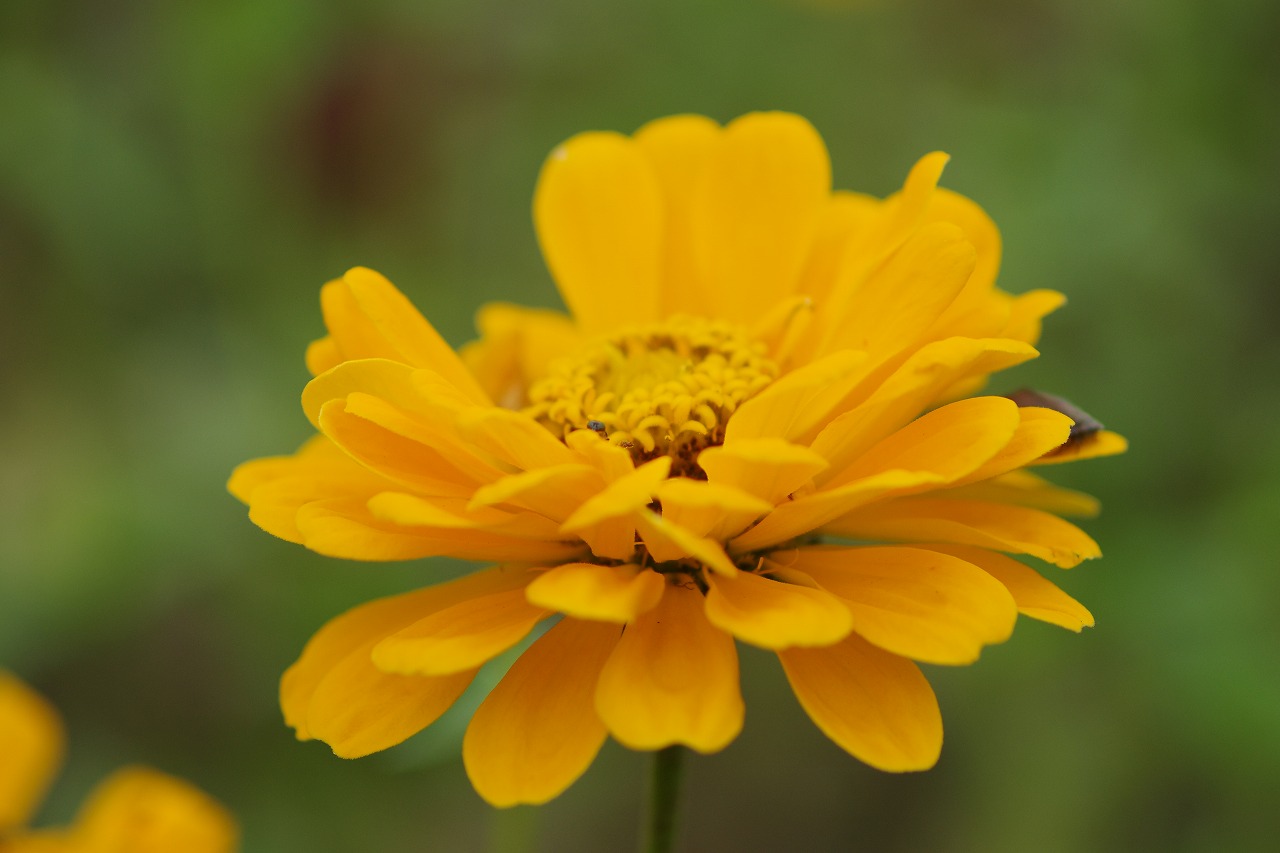 群馬県前橋市の群馬フラワーパークの花々
